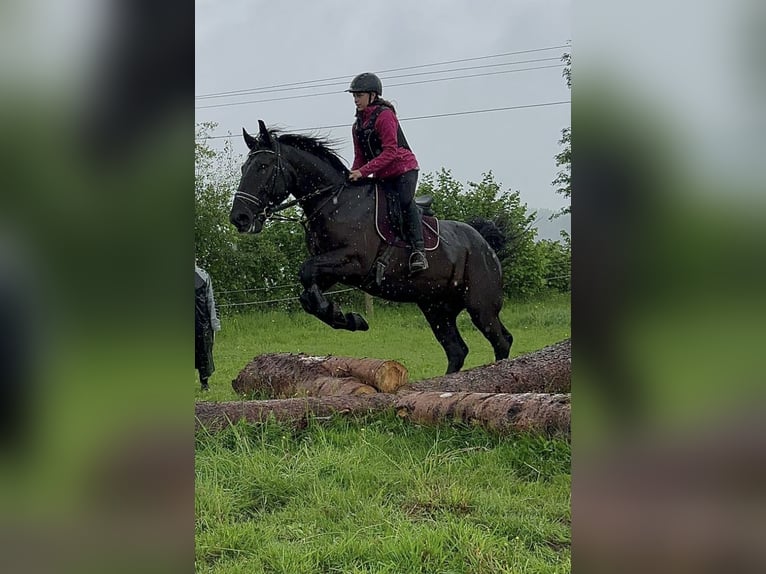 Altri cavalli a sangue freddo Castrone 6 Anni 170 cm Morello in St.oswald Bei Fr