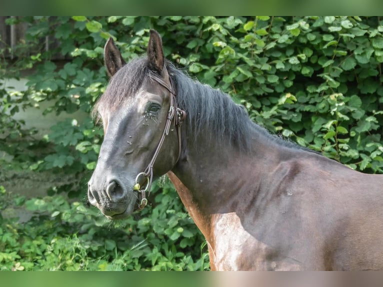 Altri cavalli a sangue freddo Castrone 6 Anni 170 cm Morello in St.oswald Bei Fr