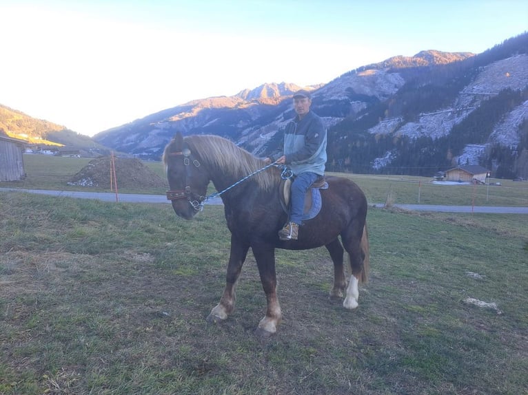 Altri cavalli a sangue freddo Castrone 6 Anni 170 cm Sauro scuro in Obertilliach