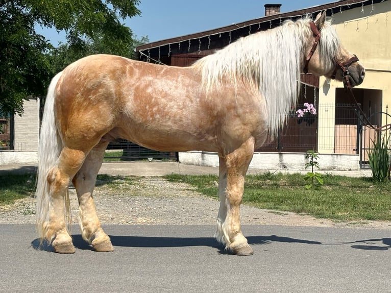 Altri cavalli a sangue freddo Castrone 6 Anni 176 cm Palomino in B&#xE9;k&#xE9;s