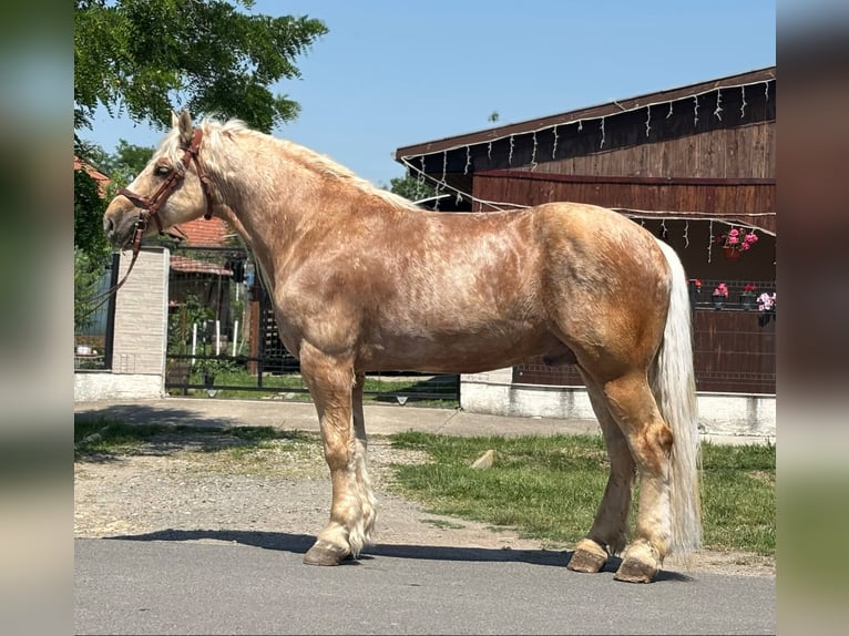 Altri cavalli a sangue freddo Castrone 6 Anni 176 cm Palomino in B&#xE9;k&#xE9;s