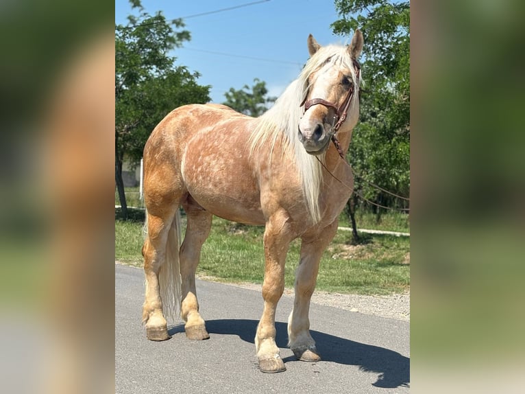 Altri cavalli a sangue freddo Castrone 6 Anni 176 cm Palomino in B&#xE9;k&#xE9;s