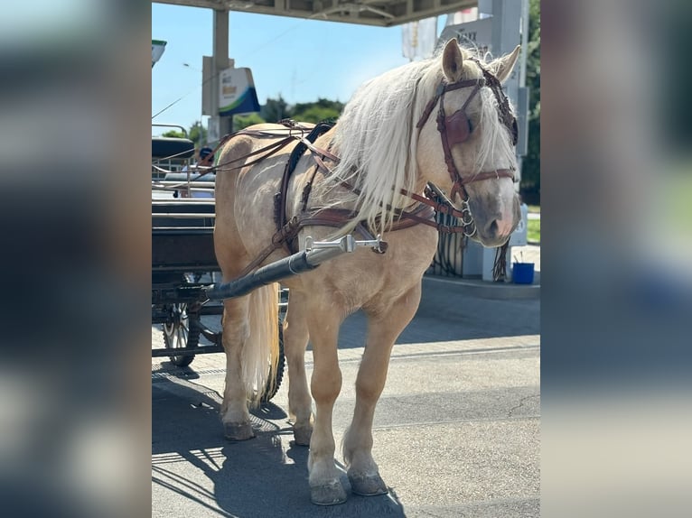 Altri cavalli a sangue freddo Castrone 6 Anni 176 cm Palomino in B&#xE9;k&#xE9;s