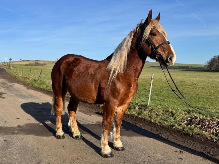 Altri cavalli a sangue freddo Mix Castrone 7 Anni 160 cm Baio chiaro in Nettersheim