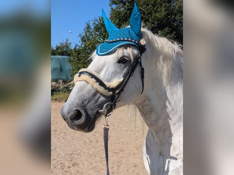 Altri cavalli a sangue freddo Castrone 7 Anni 163 cm Grigio pezzato in Sinzig