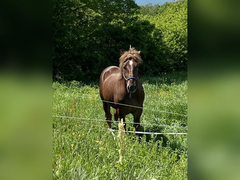 Altri cavalli a sangue freddo Castrone 7 Anni 165 cm Sauro in Bad Soden-Salmünster