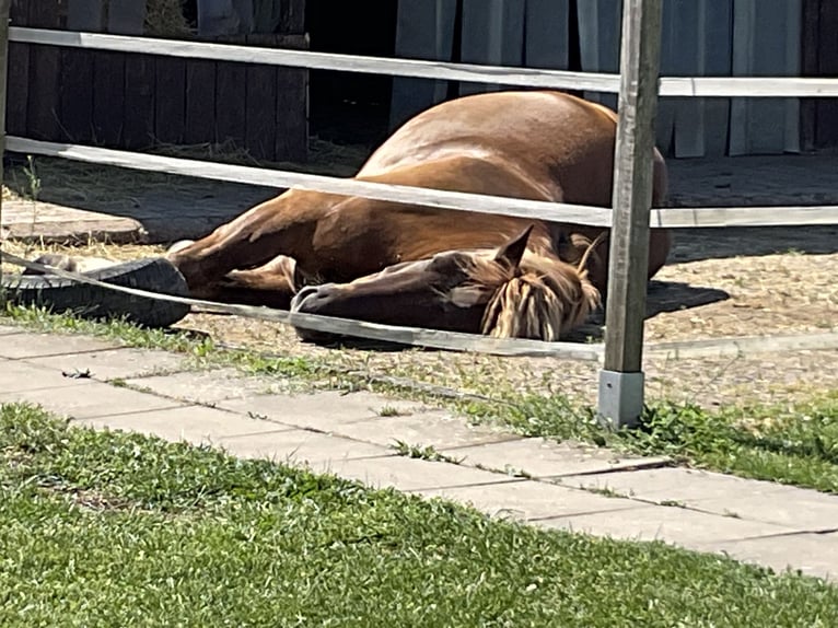 Altri cavalli a sangue freddo Castrone 7 Anni 165 cm Sauro in Bad Soden-Salmünster