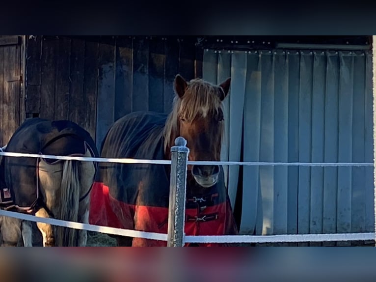 Altri cavalli a sangue freddo Castrone 7 Anni 165 cm Sauro in Bad Soden-Salmünster