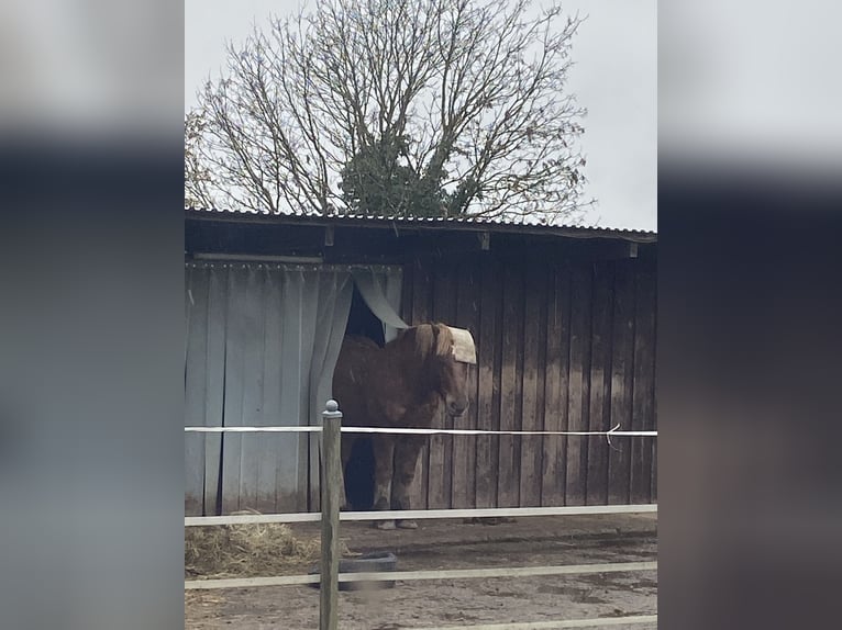 Altri cavalli a sangue freddo Castrone 7 Anni 165 cm Sauro in Bad Soden-Salmünster
