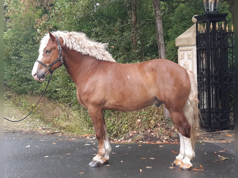 Altri cavalli a sangue freddo Castrone 7 Anni 165 cm Sauro in Schöppingen