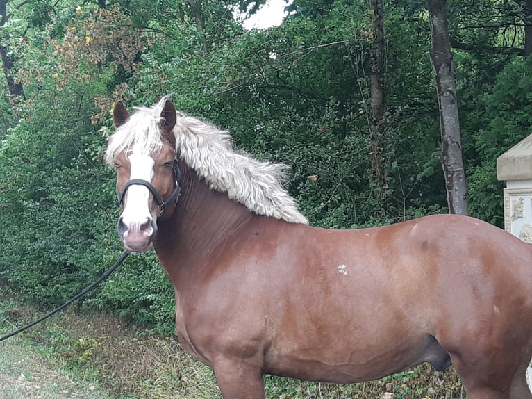 Altri cavalli a sangue freddo Castrone 7 Anni 165 cm Sauro in Schöppingen