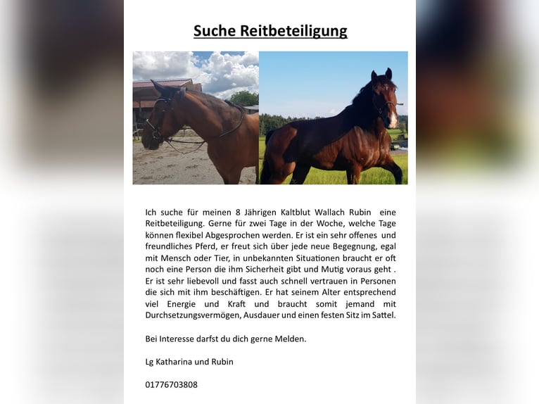Altri cavalli a sangue freddo Castrone 8 Anni 170 cm Baio in RiedhausenRiedhausen