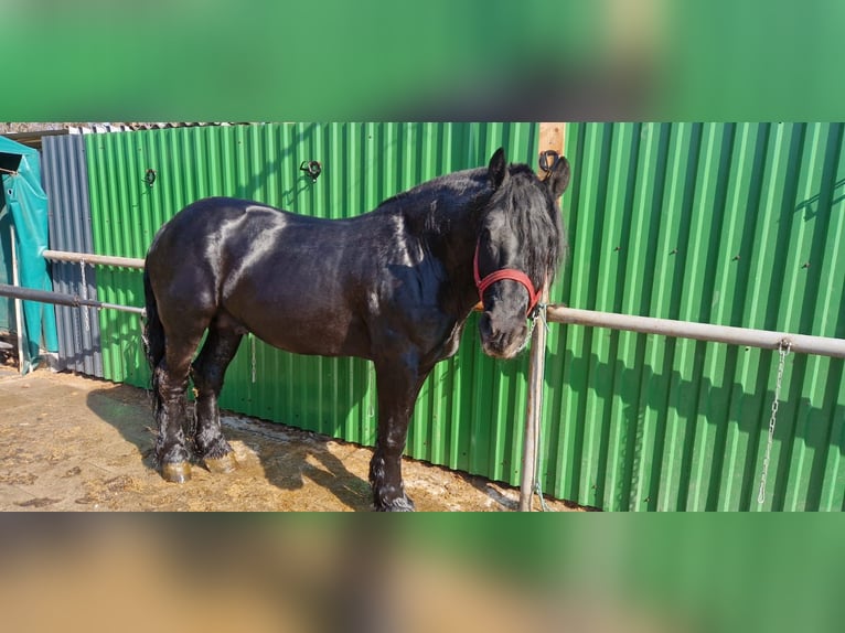 Altri cavalli a sangue freddo Castrone 8 Anni 170 cm Morello in Bissendorf
