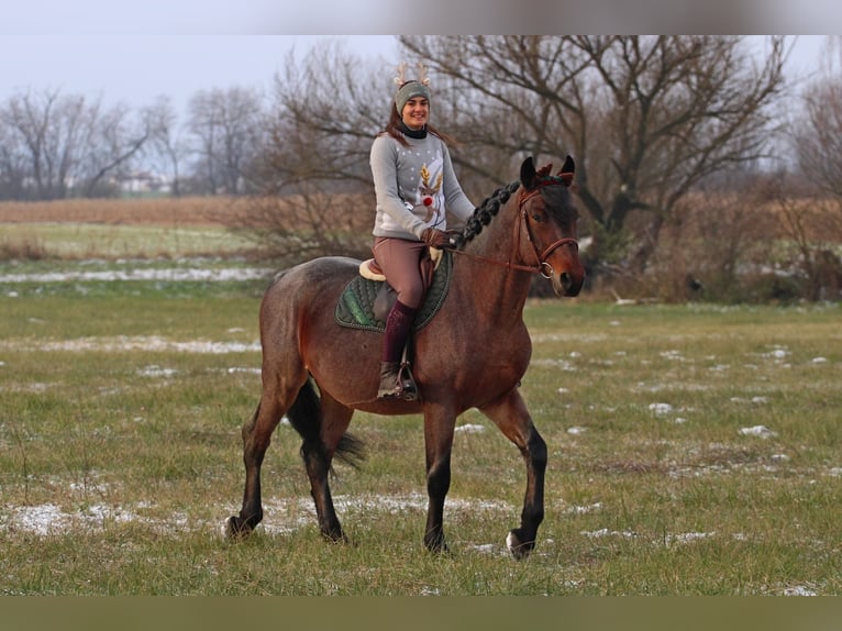 Altri cavalli a sangue freddo Mix Castrone 9 Anni 163 cm Baio roano in Nestelbach bei Graz