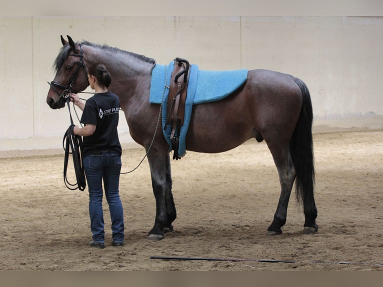 Altri cavalli a sangue freddo Mix Castrone 9 Anni 163 cm Baio roano in Nestelbach bei Graz