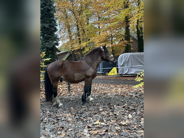 Altri cavalli a sangue freddo Castrone 9 Anni 169 cm Baio in Harsewinkel