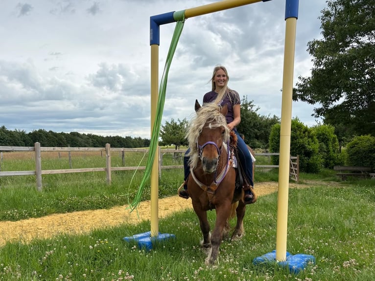 Altri cavalli a sangue freddo Giumenta 10 Anni 154 cm Sauro scuro in Linkenbach