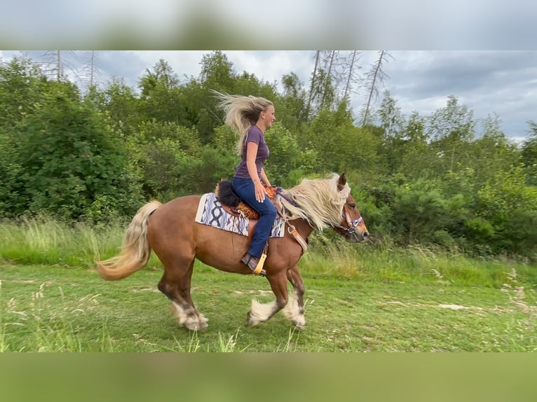Altri cavalli a sangue freddo Giumenta 10 Anni 154 cm Sauro scuro in Linkenbach