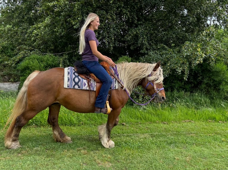 Altri cavalli a sangue freddo Giumenta 10 Anni 154 cm Sauro scuro in Linkenbach