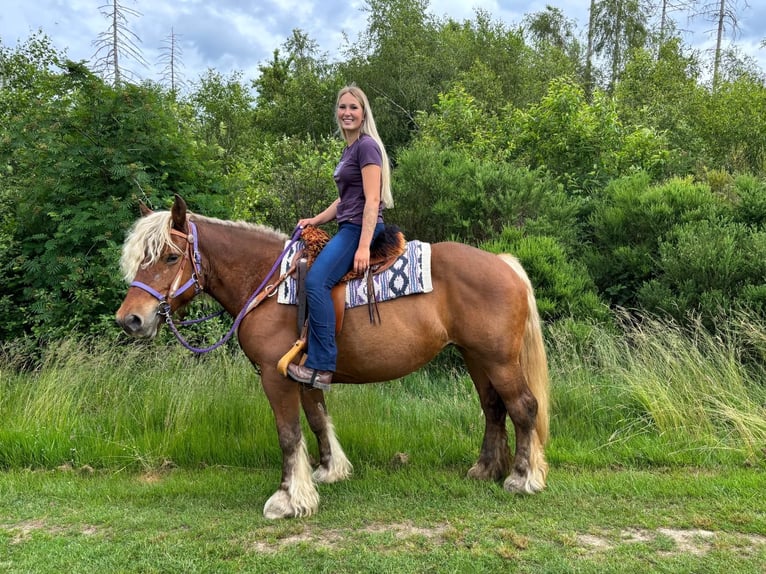 Altri cavalli a sangue freddo Giumenta 10 Anni 154 cm Sauro scuro in Linkenbach