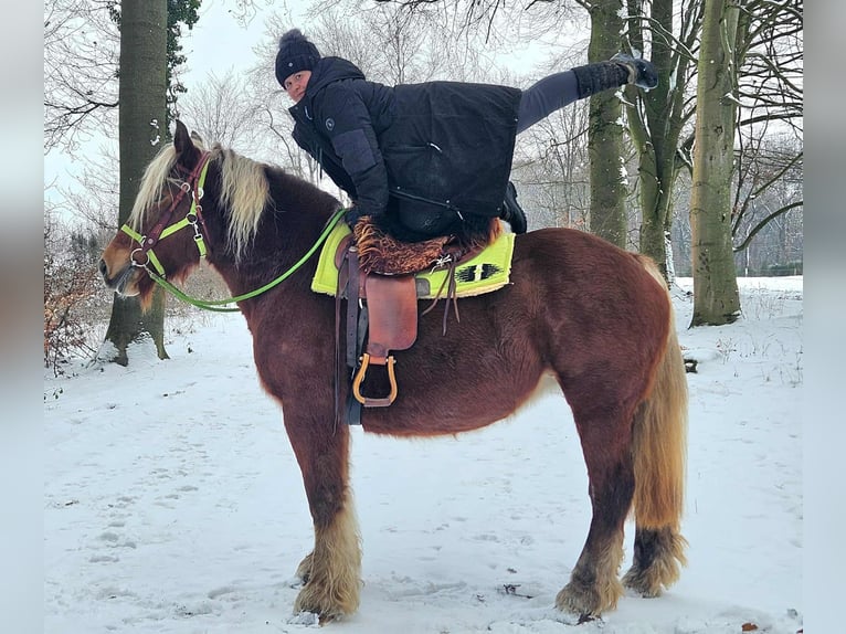 Altri cavalli a sangue freddo Giumenta 10 Anni 155 cm Sauro in Linkenbach