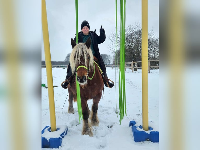 Altri cavalli a sangue freddo Giumenta 10 Anni 155 cm Sauro in Linkenbach