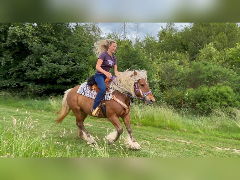 Altri cavalli a sangue freddo Giumenta 10 Anni 155 cm Sauro scuro in Linkenbach