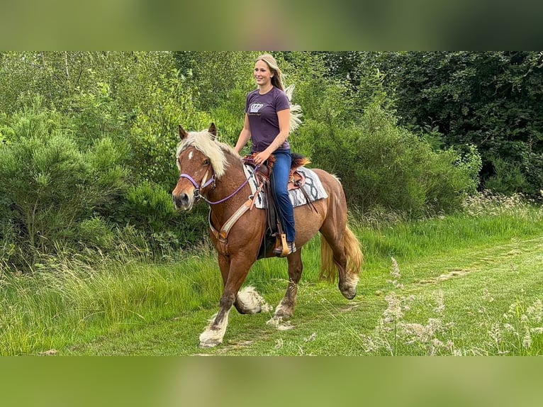 Altri cavalli a sangue freddo Giumenta 10 Anni 155 cm Sauro scuro in Linkenbach