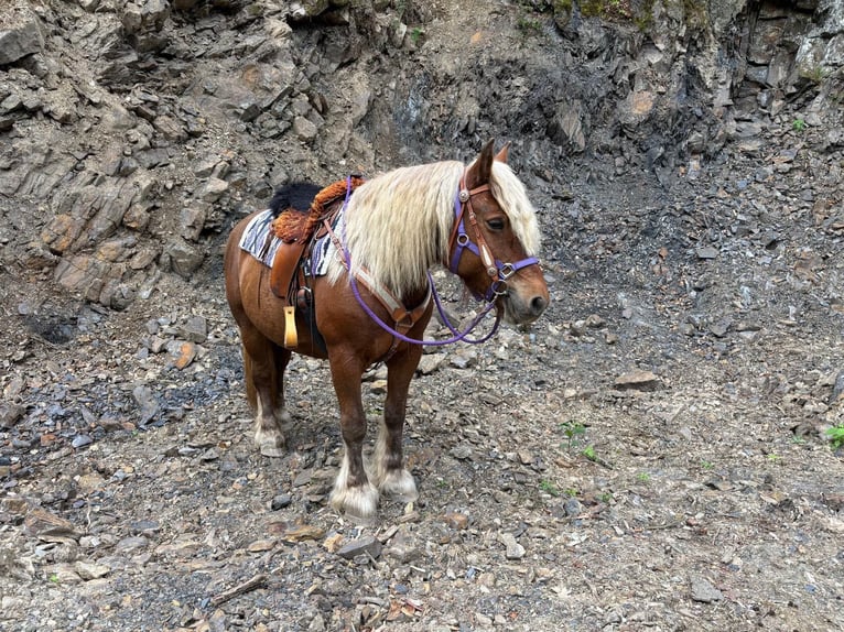Altri cavalli a sangue freddo Giumenta 10 Anni 155 cm Sauro scuro in Linkenbach