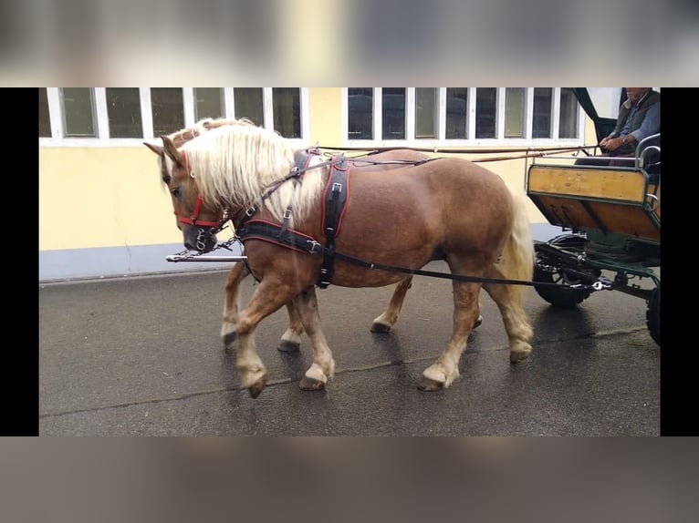Altri cavalli a sangue freddo Giumenta 10 Anni 159 cm Sauro in Kamenz