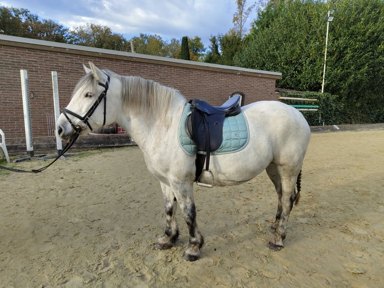 Altri cavalli a sangue freddo Giumenta 11 Anni 152 cm Grigio in Mönchengladbach