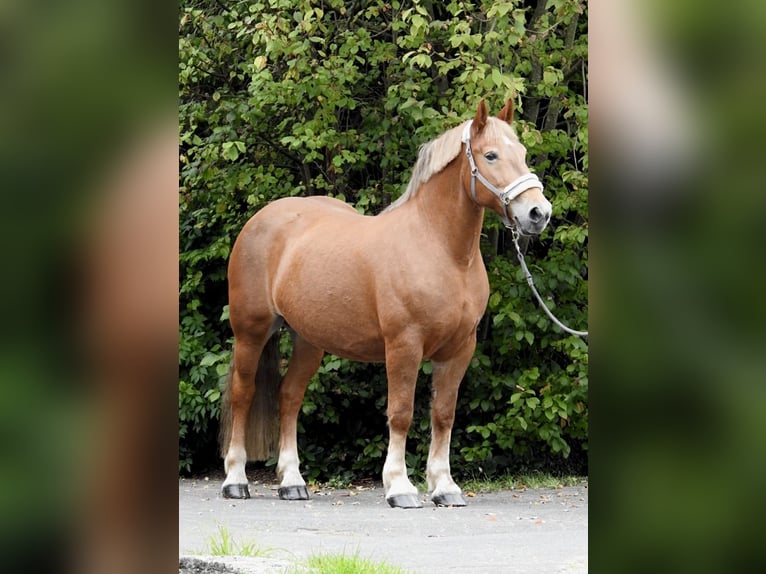 Altri cavalli a sangue freddo Giumenta 11 Anni 155 cm Sauro in Verl