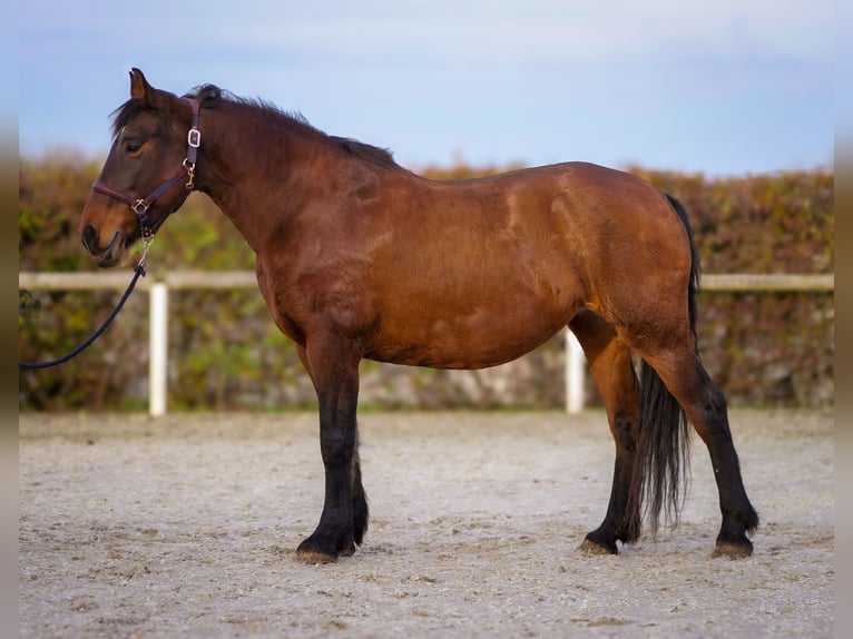 Altri cavalli a sangue freddo Giumenta 11 Anni 160 cm Baio in Neustadt (Wied)