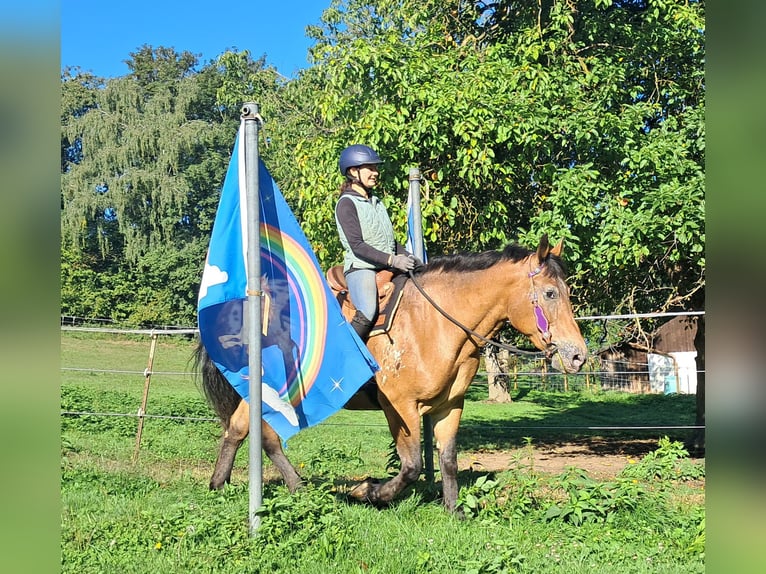 Altri cavalli a sangue freddo Giumenta 11 Anni 163 cm Leopard in Bayerbach