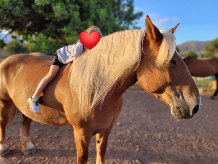 Altri cavalli a sangue freddo Giumenta 12 Anni 152 cm Sauro in Llucmajor