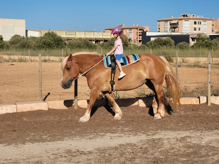 Altri cavalli a sangue freddo Giumenta 12 Anni 152 cm Sauro in Llucmajor