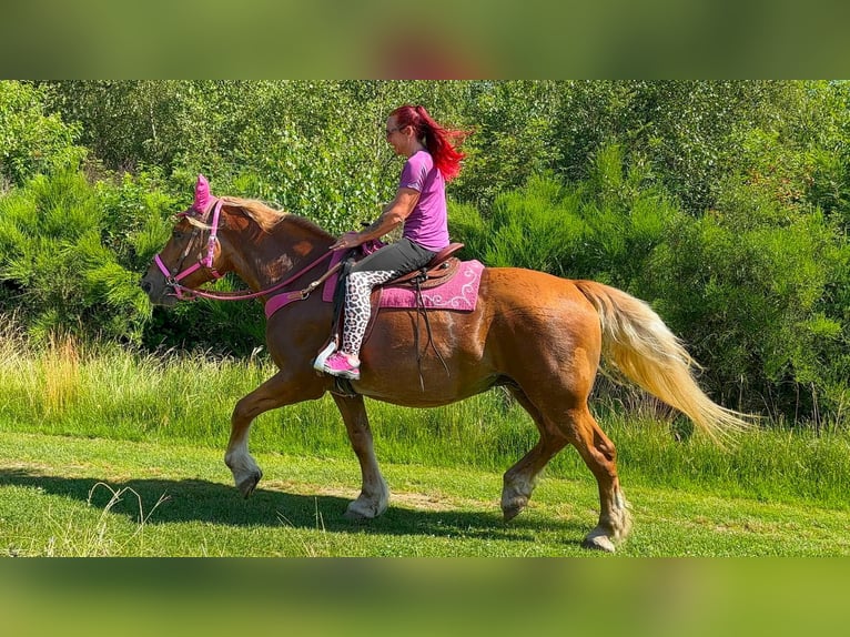 Altri cavalli a sangue freddo Giumenta 12 Anni 163 cm Sauro in Linkenbach