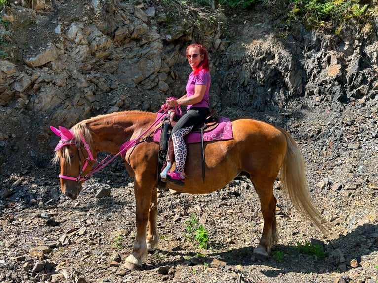 Altri cavalli a sangue freddo Giumenta 12 Anni 163 cm Sauro in Linkenbach