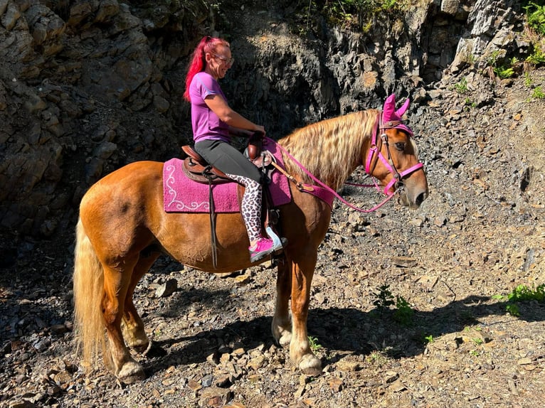 Altri cavalli a sangue freddo Giumenta 12 Anni 163 cm Sauro in Linkenbach