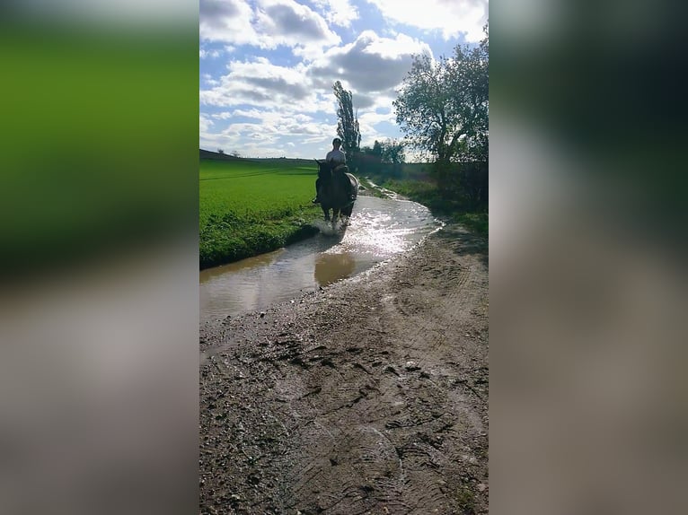 Altri cavalli a sangue freddo Mix Giumenta 12 Anni 165 cm Baio roano in Oschatz
