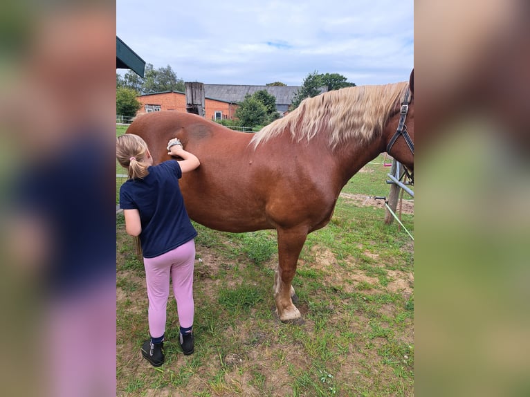 Altri cavalli a sangue freddo Giumenta 13 Anni 150 cm in Königshügel