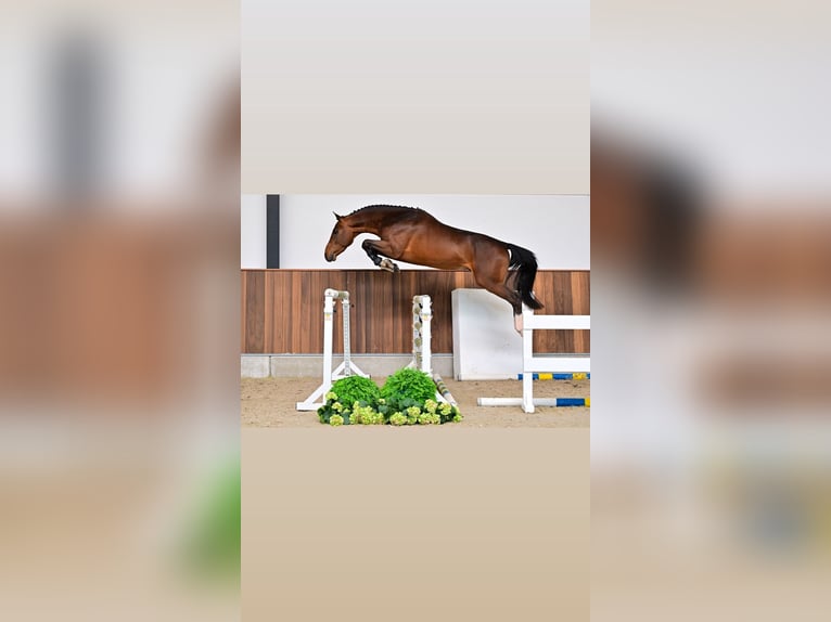 Altri cavalli a sangue freddo Mix Giumenta 13 Anni 160 cm Red dun in Páty