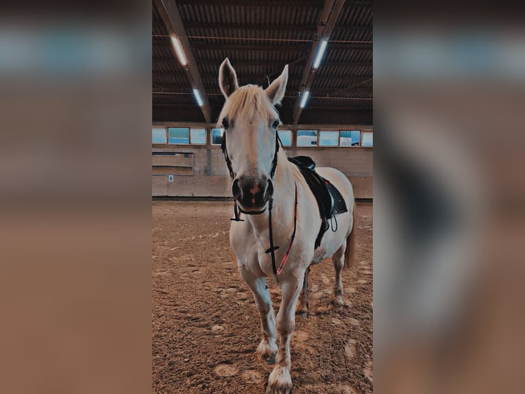 Altri cavalli a sangue freddo Mix Giumenta 14 Anni Grigio in Ober-Ramstadt