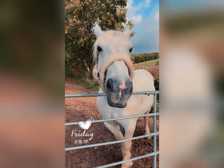 Altri cavalli a sangue freddo Mix Giumenta 14 Anni Grigio in Ober-Ramstadt