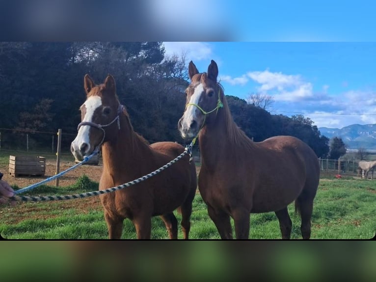 Altri cavalli a sangue freddo Giumenta 15 Anni 145 cm Sauro in Pedrinya (Ajuntament Crespia)
