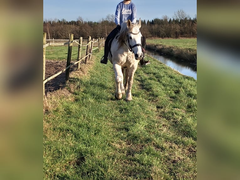 Altri cavalli a sangue freddo Mix Giumenta 15 Anni 156 cm Grigio in Bellingwolde