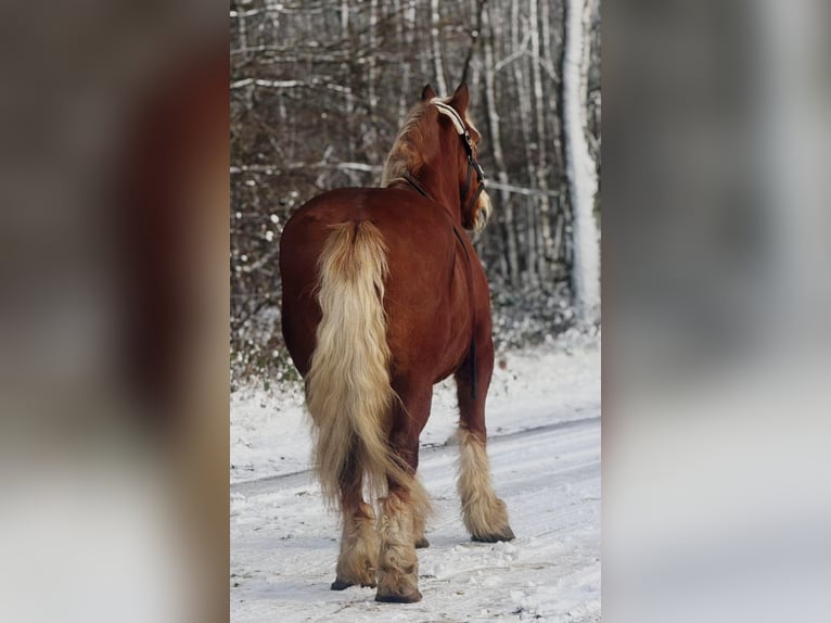 Altri cavalli a sangue freddo Giumenta 15 Anni 164 cm Baio scuro in Someren