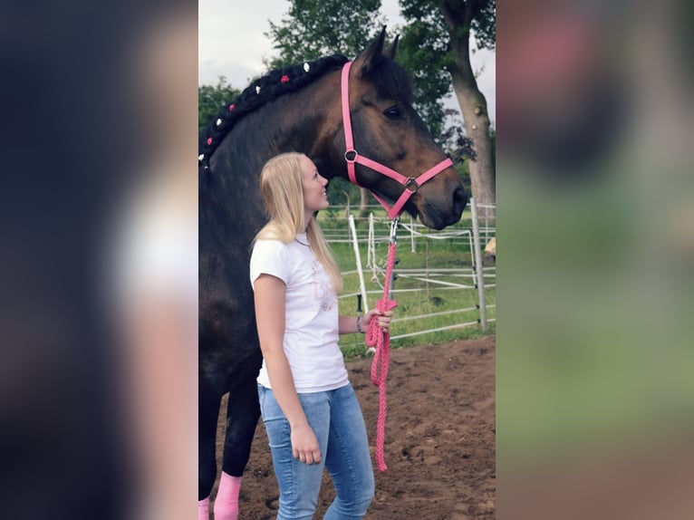 Altri cavalli a sangue freddo Mix Giumenta 16 Anni 162 cm Baio in Schwerinsdorf