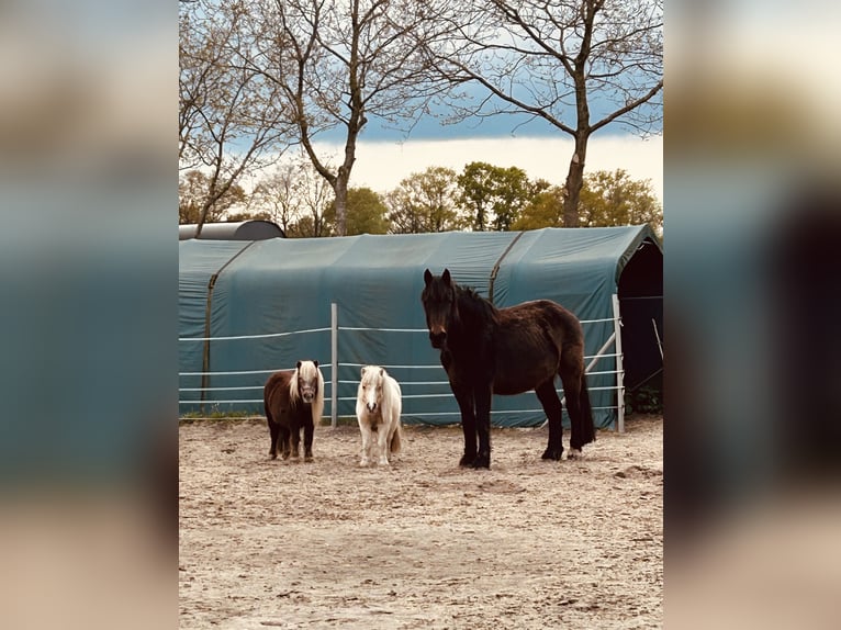 Altri cavalli a sangue freddo Mix Giumenta 16 Anni 162 cm Baio in Schwerinsdorf