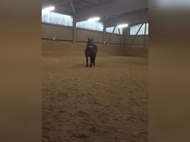 Altri cavalli a sangue freddo Giumenta 17 Anni 165 cm Baio scuro in Gummersbach